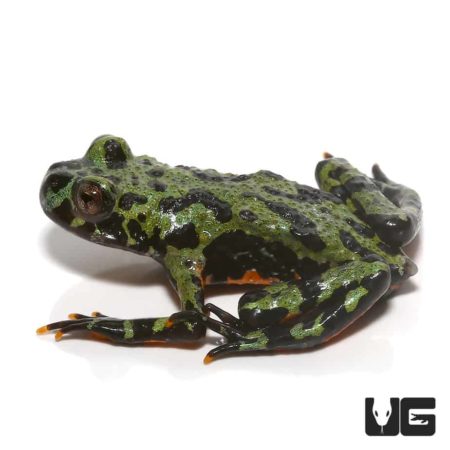 Close-up of a vibrant firebelly toad with green and black markings.