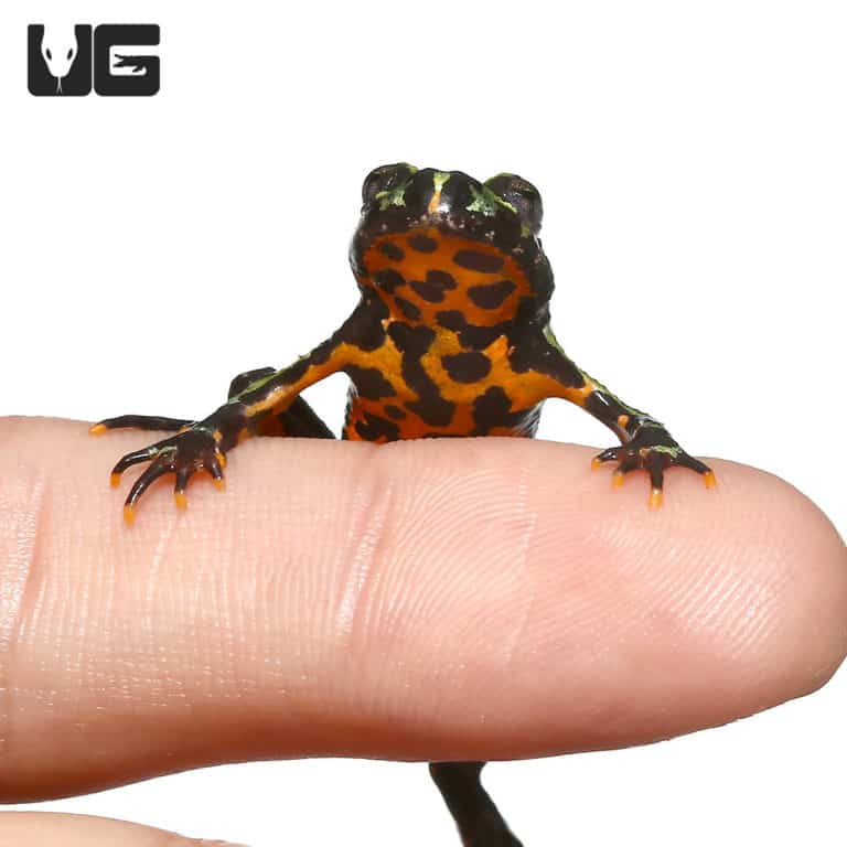 Firebelly Toads For Sale Underground Reptiles