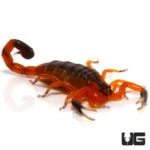 Fishers Thick Tail Scorpion (Uroplectes fisheri) For Sale - Underground Reptiles