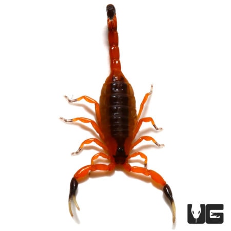 Fishers Thick Tail Scorpion (Uroplectes fisheri) For Sale - Underground Reptiles
