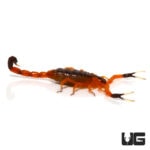 Fishers Thick Tail Scorpion (Uroplectes fisheri) For Sale - Underground Reptiles