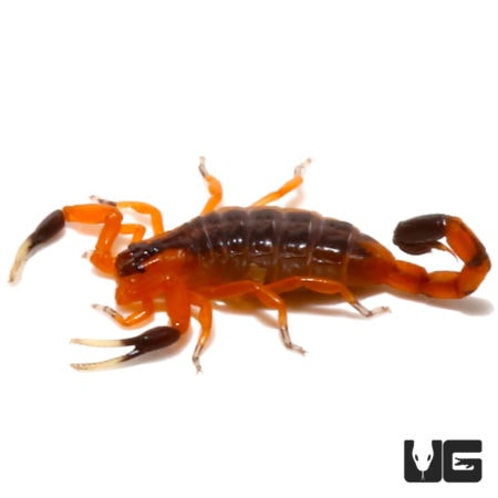 Fishers Thick Tail Scorpion (Uroplectes fisheri) For Sale - Underground Reptiles