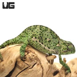 Flapneck Chameleons (Chamaeleo dilepis) For Sale - Underground Reptiles