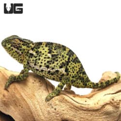 Flapneck Chameleons (Chamaeleo dilepis) For Sale - Underground Reptiles
