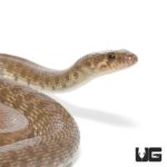 Flower's Racer For Sale - Underground Reptiles