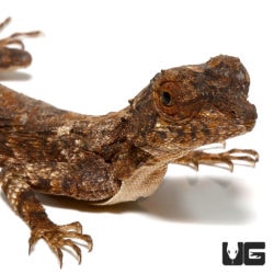 Flying Dragon Lizards For Sale - Underground Reptiles
