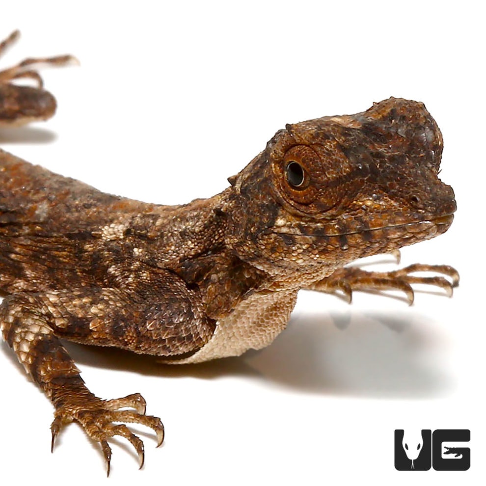 Flying Dragon Lizards For Sale Underground Reptiles