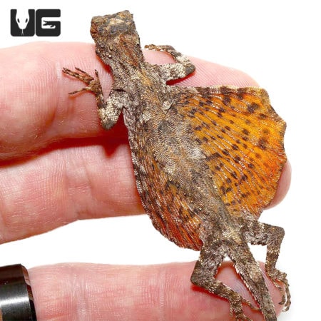 Flying Dragon Lizards For Sale - Underground Reptiles