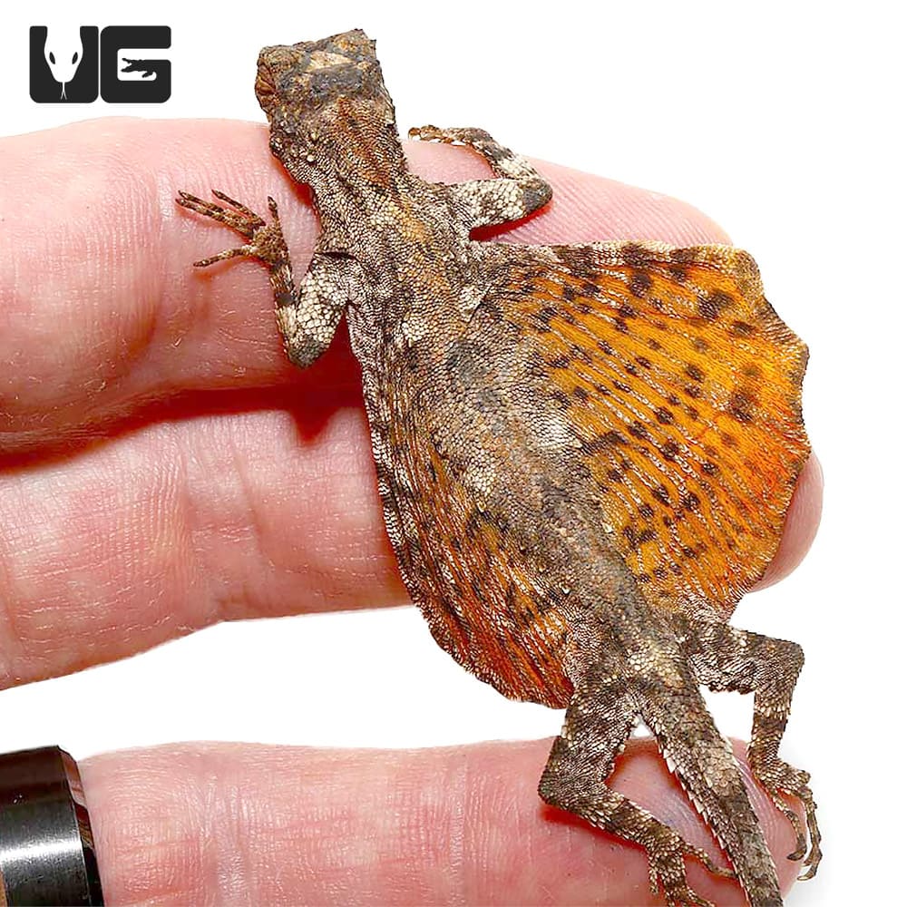 Flying Dragon Lizards For Sale Underground Reptiles