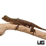 Flying Dragon Lizards For Sale - Underground Reptiles