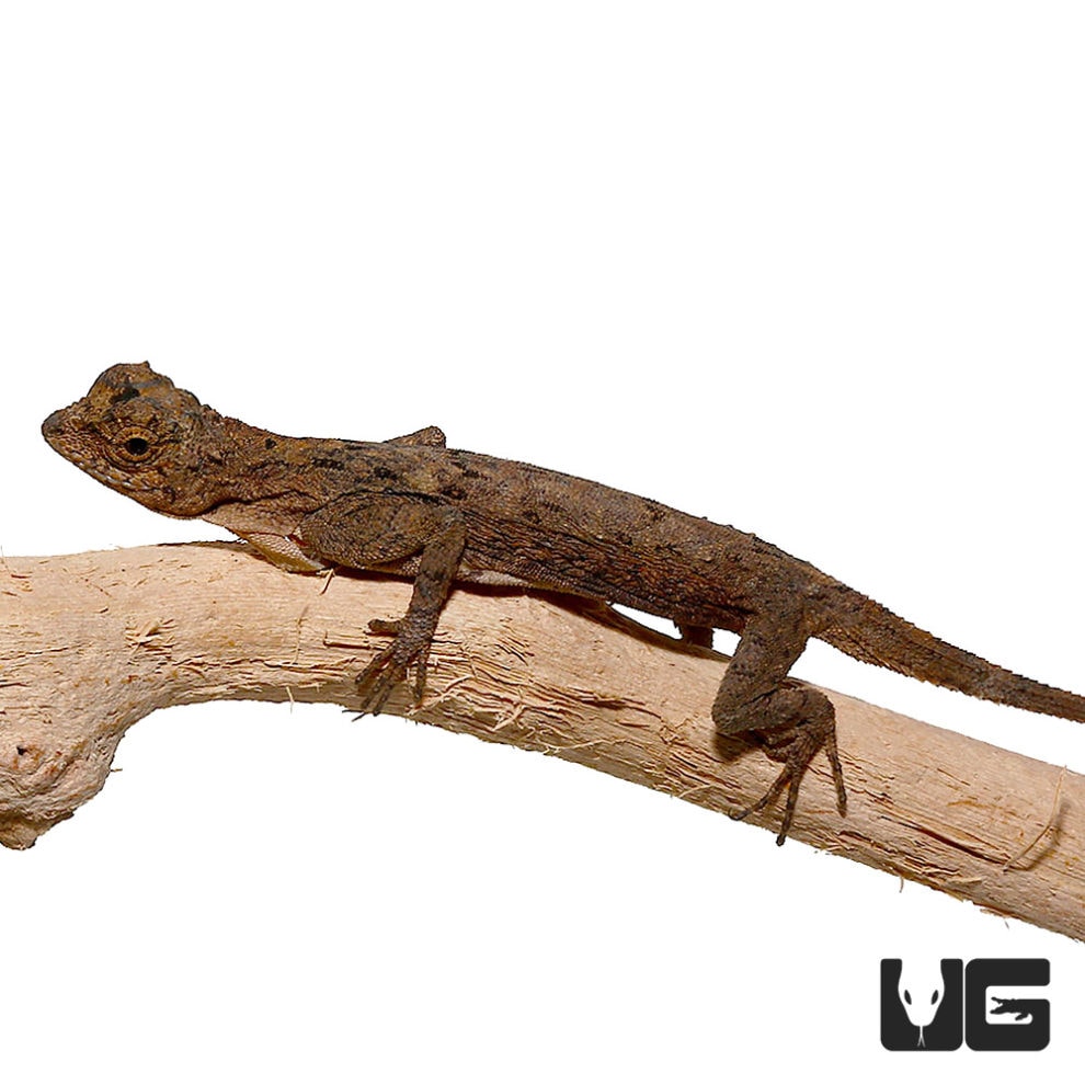 Flying Dragon Lizards For Sale Underground Reptiles