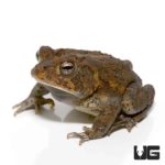 Fowler's Toad For Sale - Underground Reptiles