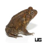 Fowler's Toad For Sale - Underground Reptiles