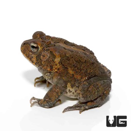Fowler's Toad For Sale - Underground Reptiles