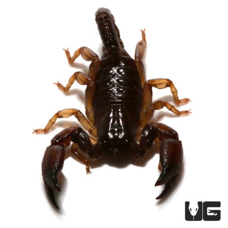 French Guiana Dwarf Scorpion (Neochactus racenisi) For Sale - Underground Reptiles