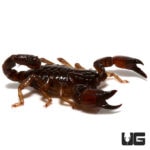 French Guiana Dwarf Scorpion (Neochactus racenisi) For Sale - Underground Reptiles