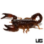 French Guiana Dwarf Scorpion (Neochactus racenisi) For Sale - Underground Reptiles