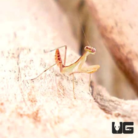 Giant African Mantis (Sphodromantis lineola) For Sale - Underground Reptiles