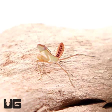 Giant African Mantis (Sphodromantis lineola) For Sale - Underground Reptiles