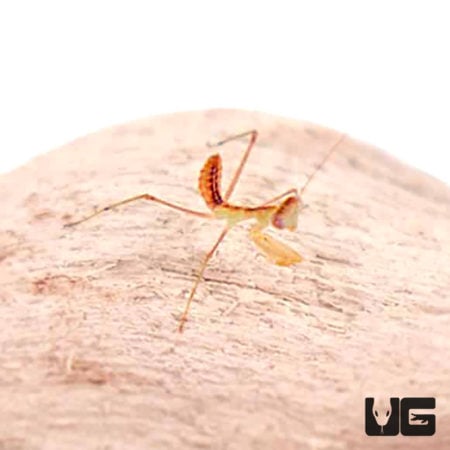 Giant African Mantis (Sphodromantis lineola) For Sale - Underground Reptiles