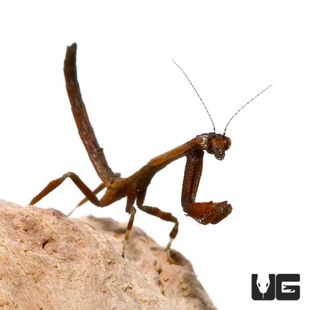 African Twig Mantis (Popa Spurca) For Sale - Underground Reptiles