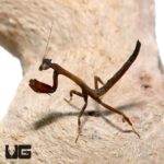 African Twig Mantis (Popa Spurca) For Sale - Underground Reptiles