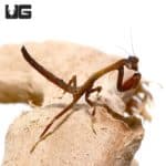 African Twig Mantis (Popa Spurca) For Sale - Underground Reptiles