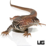 Giant Butterfly Agamas For Sale - Underground Reptiles