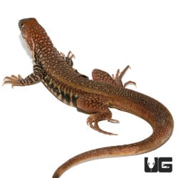 Giant Butterfly Agamas For Sale - Underground Reptiles