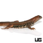 Giant Butterfly Agamas For Sale - Underground Reptiles