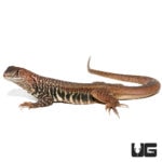 Giant Butterfly Agamas For Sale - Underground Reptiles