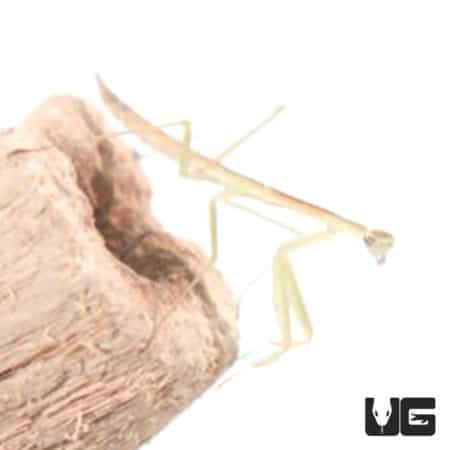 Chinese Praying Mantis (Tenodera sinensis) For Sale - Underground Reptiles