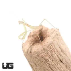 Chinese Praying Mantis (Tenodera sinensis) For Sale - Underground Reptiles
