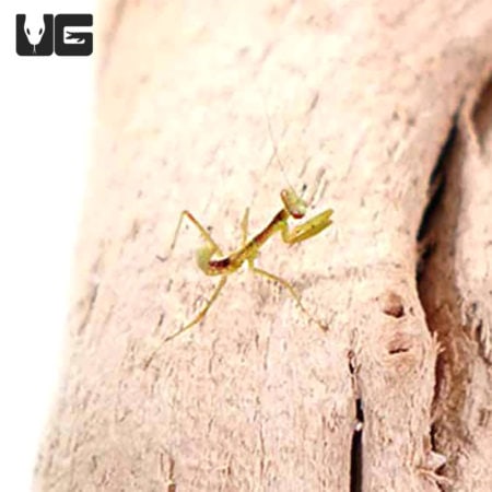Giant Forest Mantis (Hierodula majuscula) For Sale - Underground Reptiles