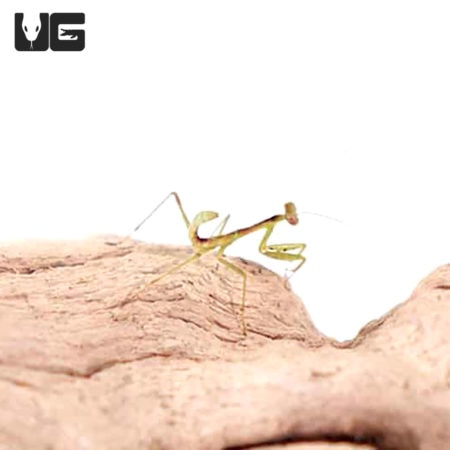 Giant Forest Mantis (Hierodula majuscula) For Sale - Underground Reptiles