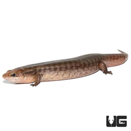 Giant Hatian Galliwasps For Sale - Underground Reptiles