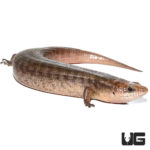 Giant Hatian Galliwasps For Sale - Underground Reptiles