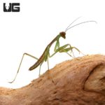 Giant Shield Mantis (Rhombodera basalis) For Sale - Underground Reptiles