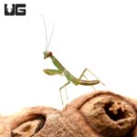 Giant Shield Mantis (Rhombodera basalis) For Sale - Underground Reptiles