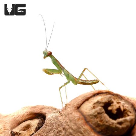 Giant Shield Mantis (Rhombodera basalis) For Sale - Underground Reptiles