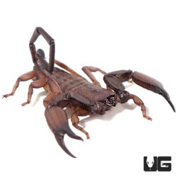Giant South African Flat Rock Scorpions (Hadogenes troglodytes) For Sale - Underground Reptiles