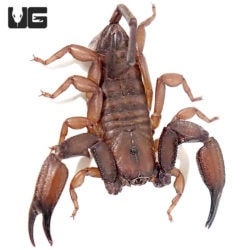 Giant South African Flat Rock Scorpions (Hadogenes troglodytes) For Sale - Underground Reptiles