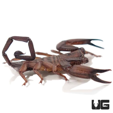 Giant South African Flat Rock Scorpions (Hadogenes troglodytes) For Sale - Underground Reptiles