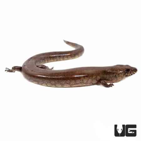 Giant Water Skinks (Amphiglossus reticulatus) For Sale - Underground Reptiles