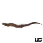 Giant Water Skinks (Amphiglossus reticulatus) For Sale - Underground Reptiles