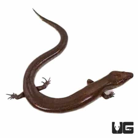 Giant Water Skinks (Amphiglossus reticulatus) For Sale - Underground Reptiles