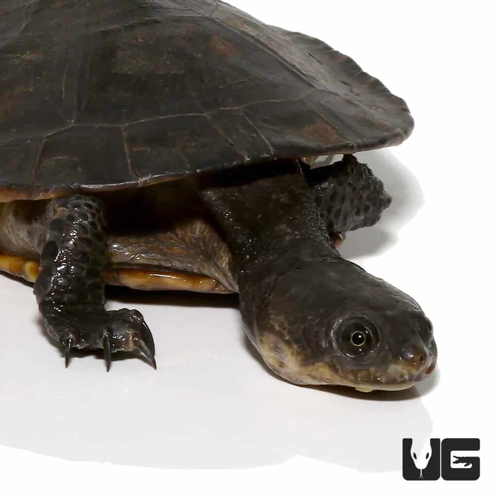 Gibba Gibba Turtles (Phrynops gibbus) For Sale - Underground Reptiles