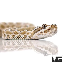 Grand Canyon Rattlesnake For Sale - Underground Reptiles