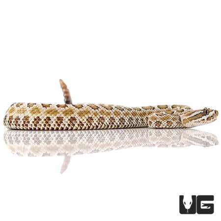 Grand Canyon Rattlesnake For Sale - Underground Reptiles