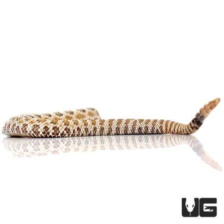 Grand Canyon Rattlesnake For Sale - Underground Reptiles
